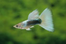 This image can not be shown.