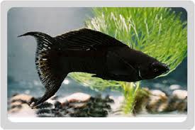 This image can not be shown.