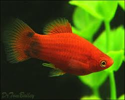 This image can not be shown.