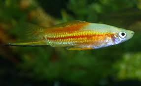 This image can not be shown.