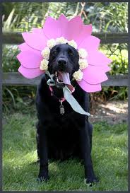 This is supposed to be one of my 1000 of black labs. Ha ha ha ha ha ha ha!