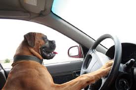 This was supposed to be a picture of a driving dog without any driver's license (should get citation).