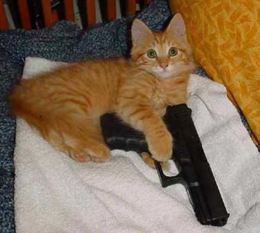 cat with gun